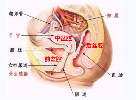 產(chǎn)后盆底康復(fù)，要不要做？