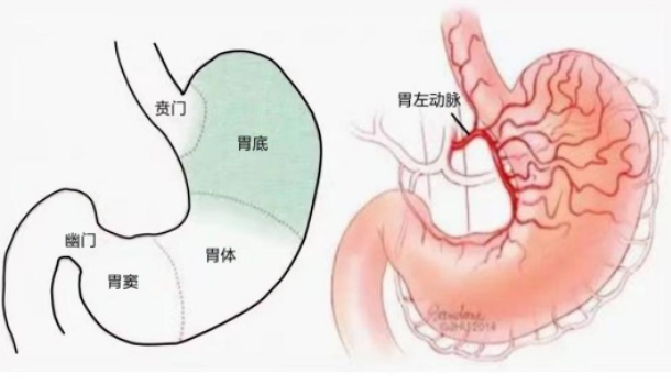 不開刀不吃藥不餓肚子，微創(chuàng)介入減肥靠譜嗎？